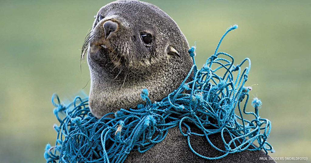 Saving Our Oceans