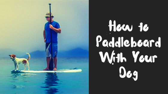 How To Paddle Board With Your Dogs